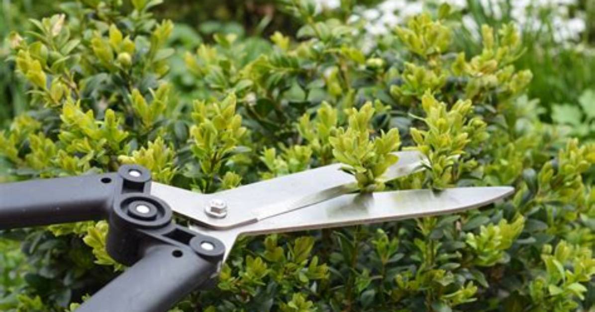 How Do You Trim Ligustrums