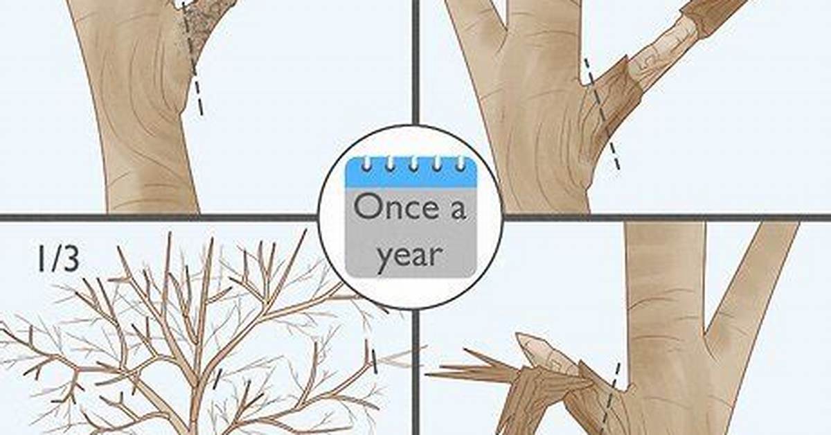How Do You Trim Oak Trees