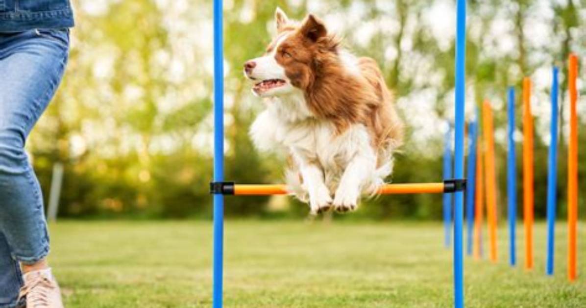 How Do You Use Agility