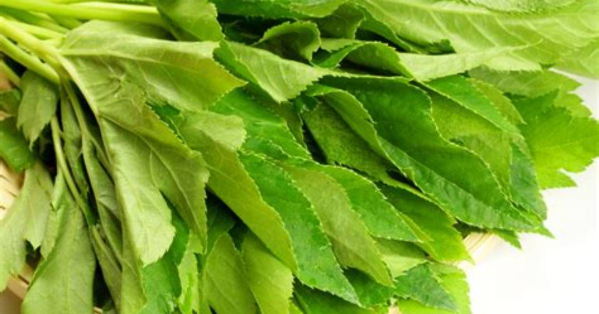 How Do You Use Ashitaba Leaves