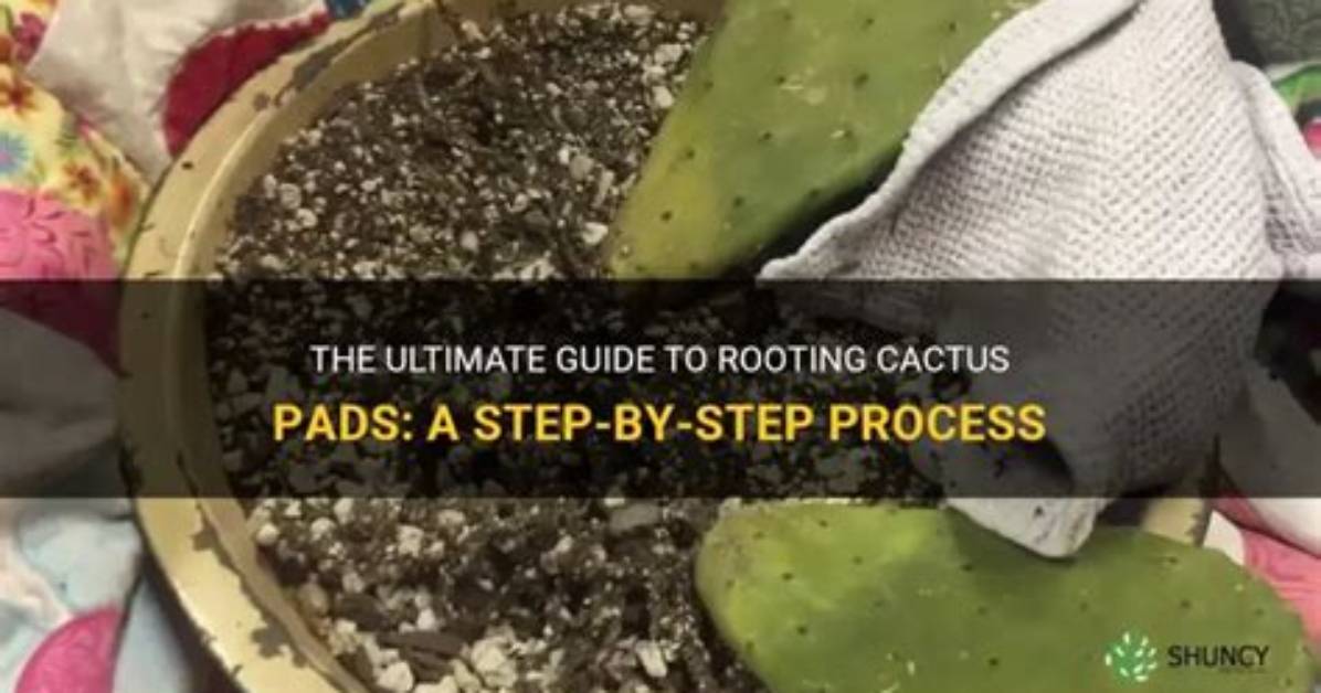 How Do You Use Cactus Pads