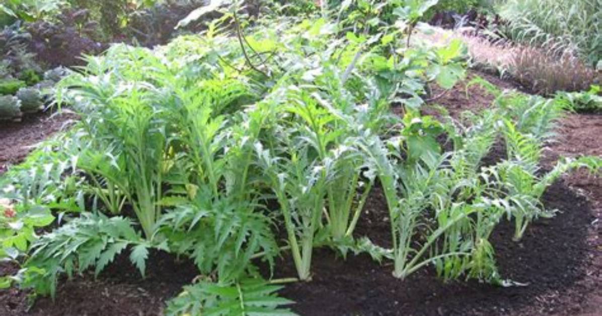 How Do You Use Cardoon