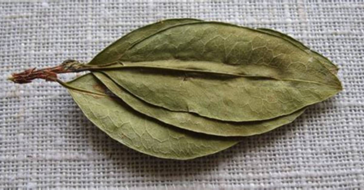 How Do You Use Coca Leaves