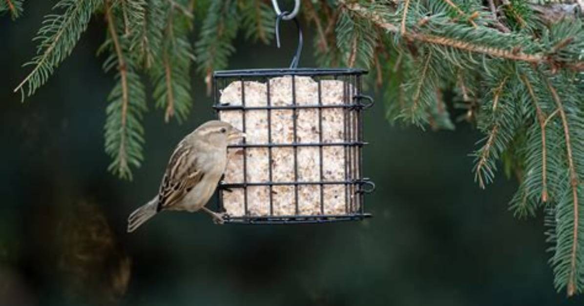 How Do You Use Fresh Suet