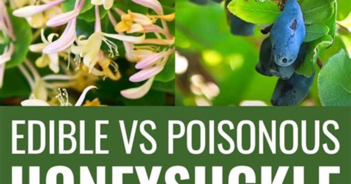 How Do You Use Honeysuckle
