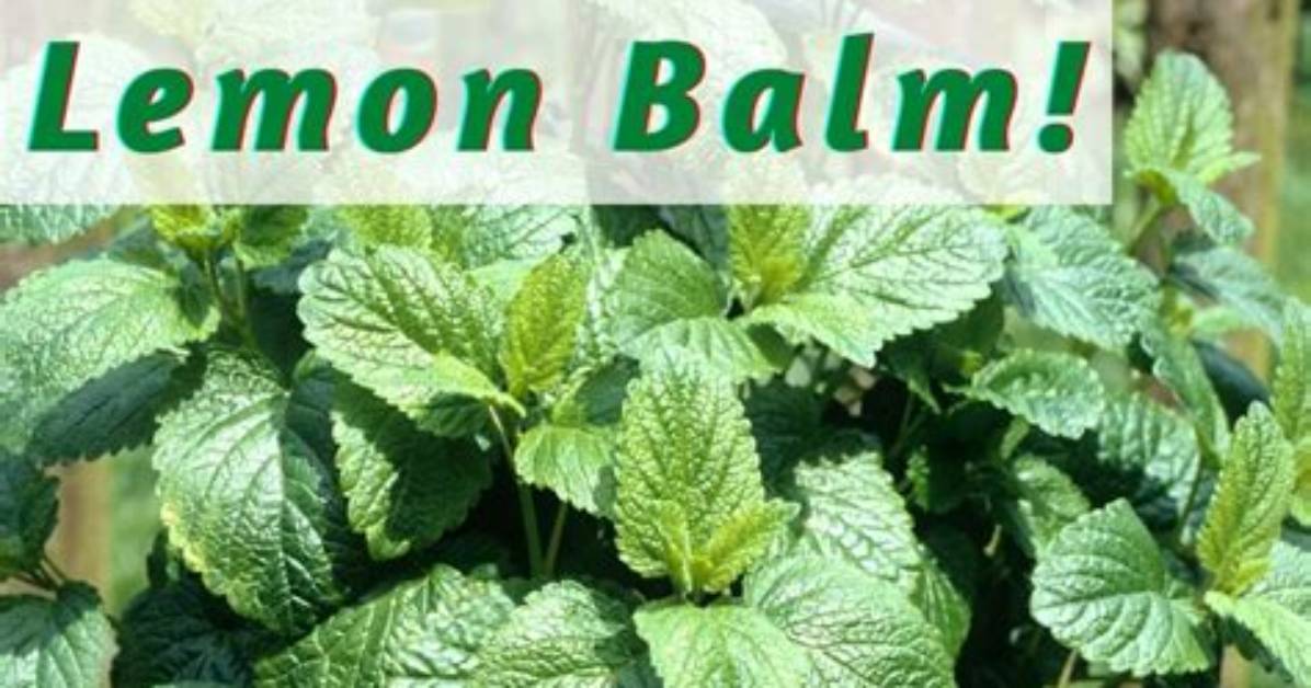 How Do You Use Lemon Balm