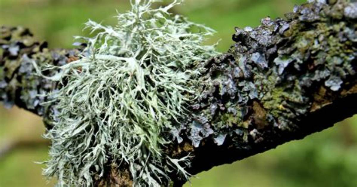 How Do You Use Lichen