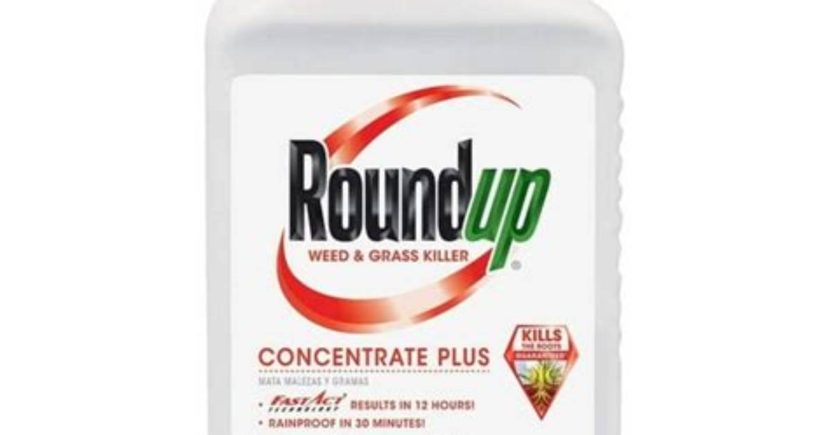 How Do You Use Roundup Concentrate Plus