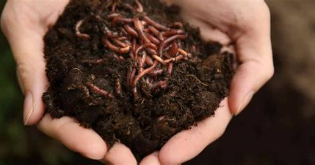 How Do You Use Vermicast?