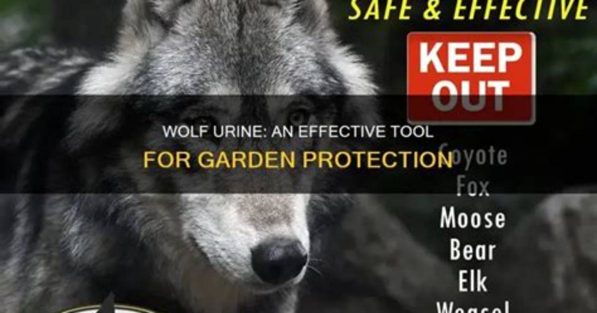 How Do You Use Wolf Urine