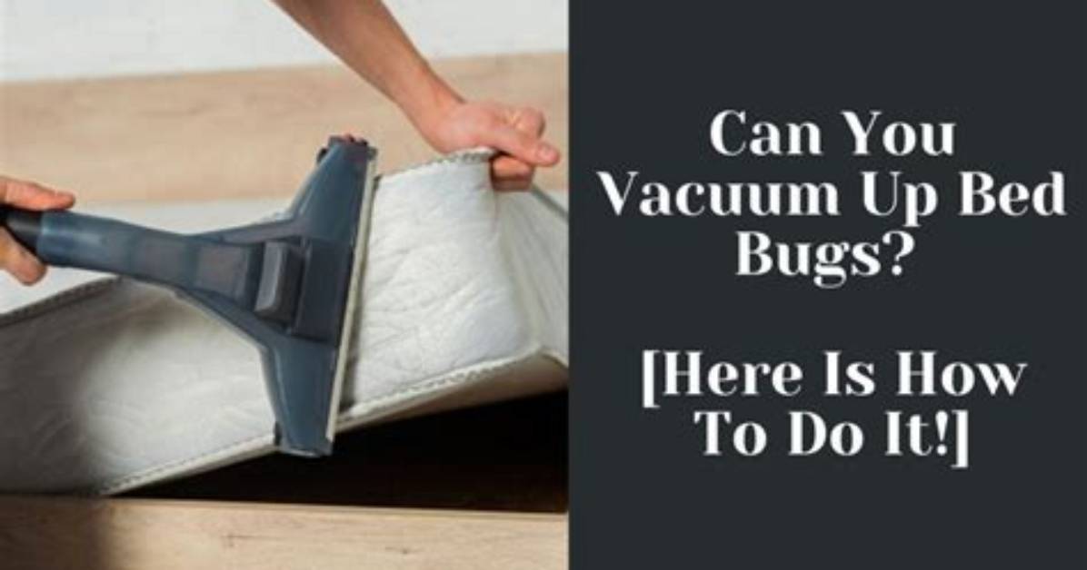 How Do You Vacuum Bed Bugs with a Bagless Vacuum