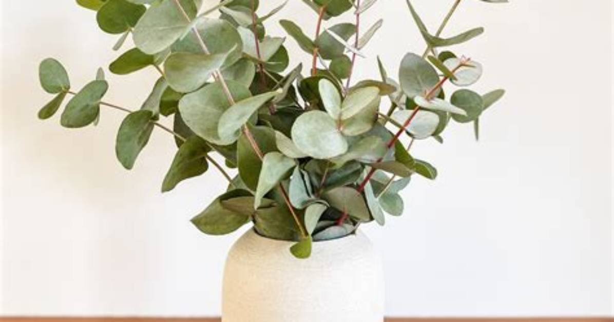 How Do You Vase Eucalyptus