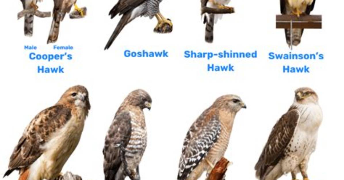 How Do You Ward off Hawks