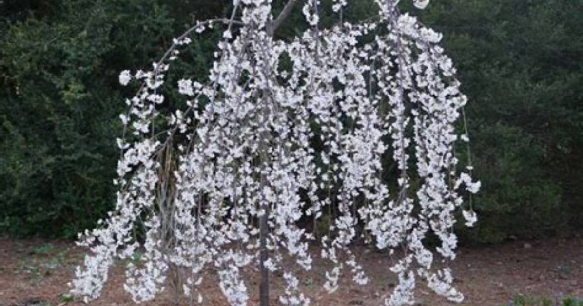 How Do You Winterize a Weeping Cherry Tree