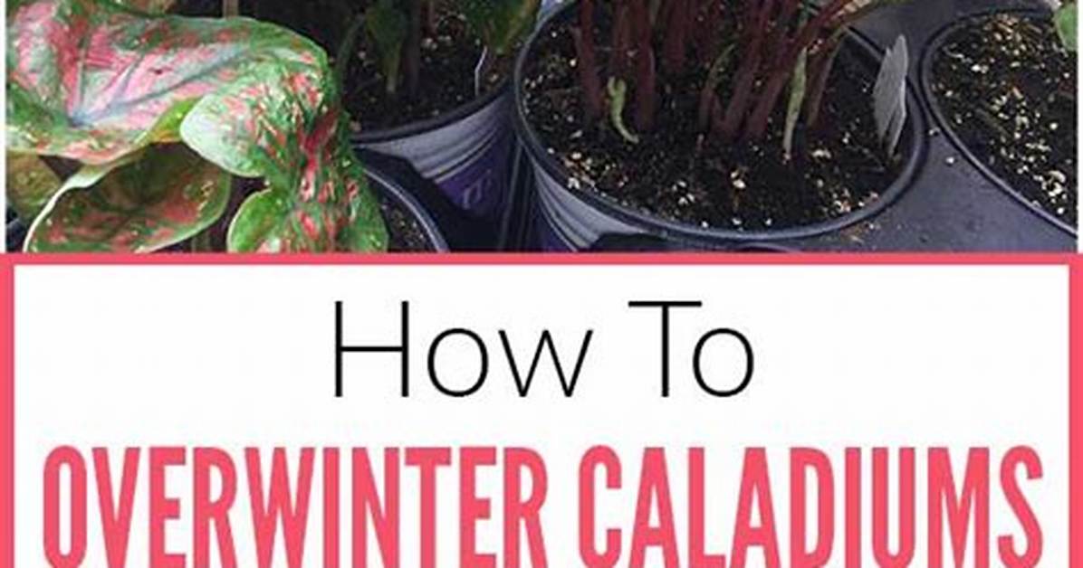 How Do You Winterize Caladium Bulbs