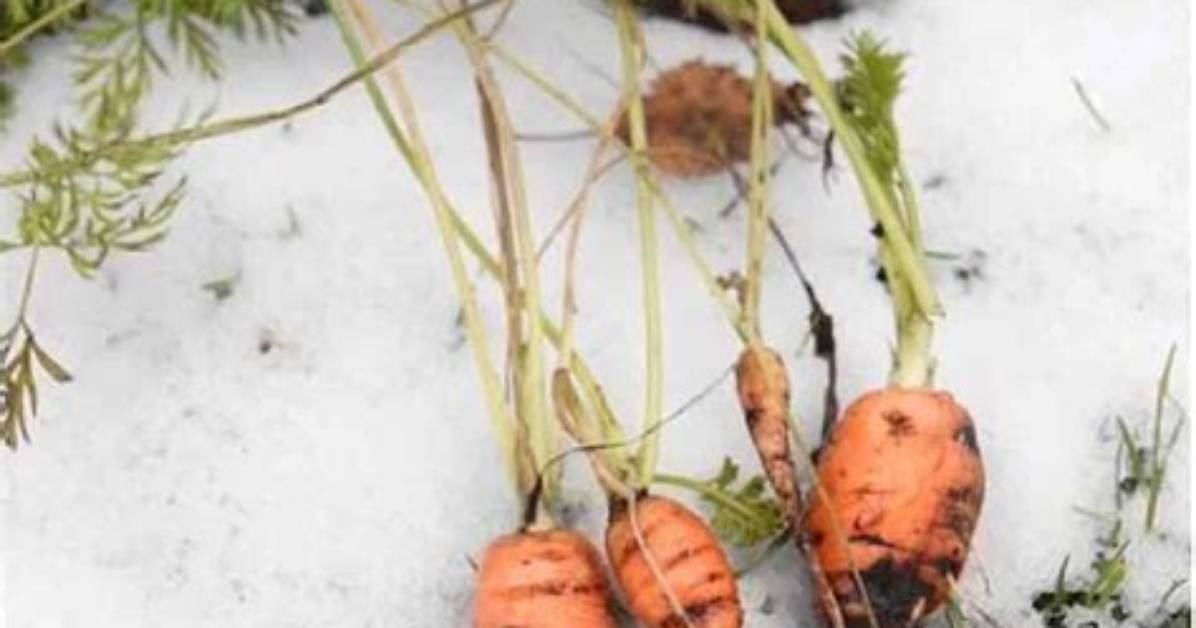 How Do You Winterize Carrots