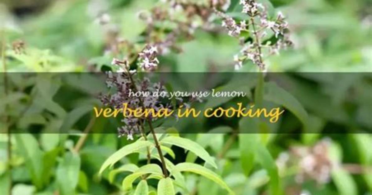 How Do You Winterize Lemon Verbena