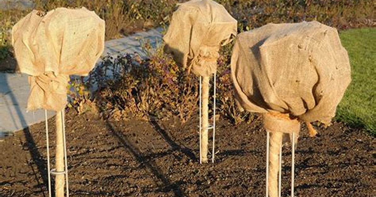 How Do You Wrap a Burlap Shrub