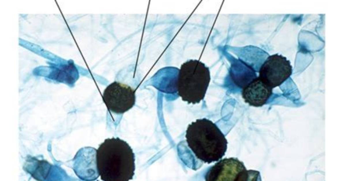 How Do Zygomycetes Spread Their Spores?