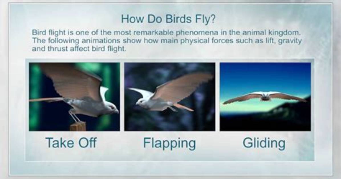 How Does a Bird Move
