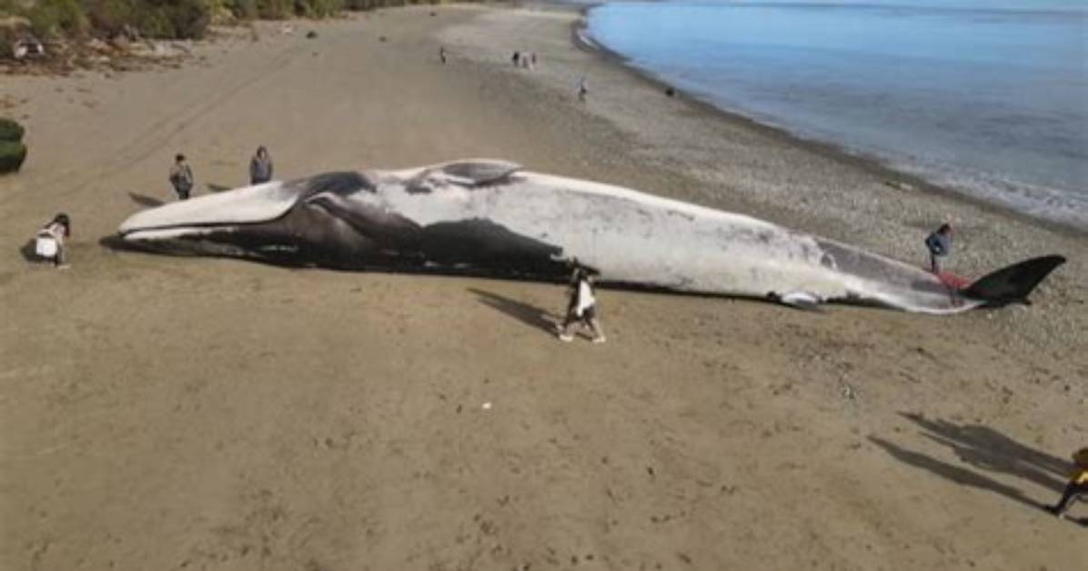 How Does a Blue Whale Die