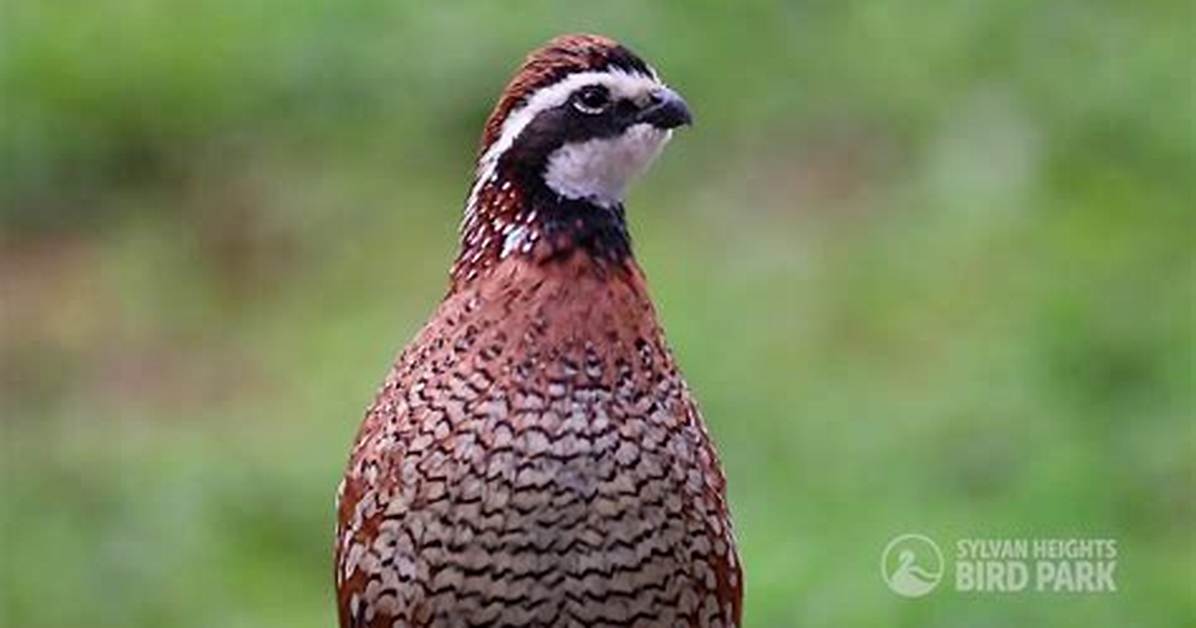 How Does a Bobwhite Sound?