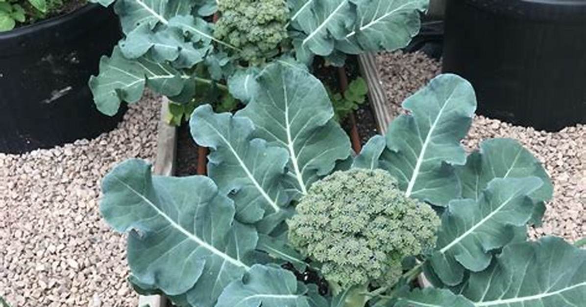 How Does a Broccoli Plant Grow?