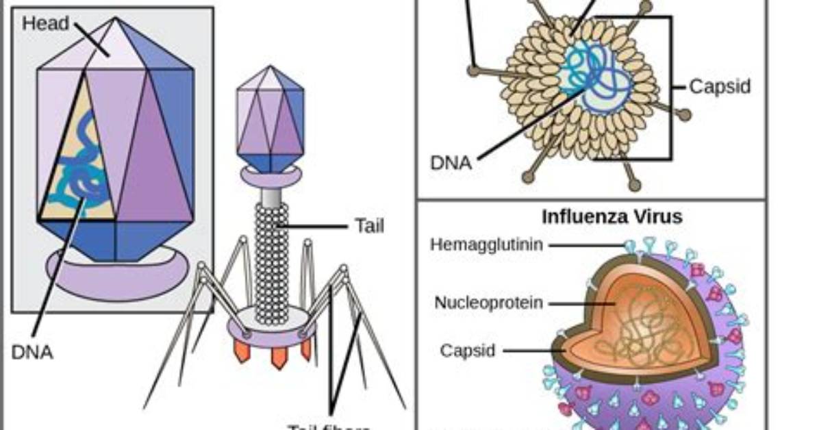 How Does a Capsomere Work?