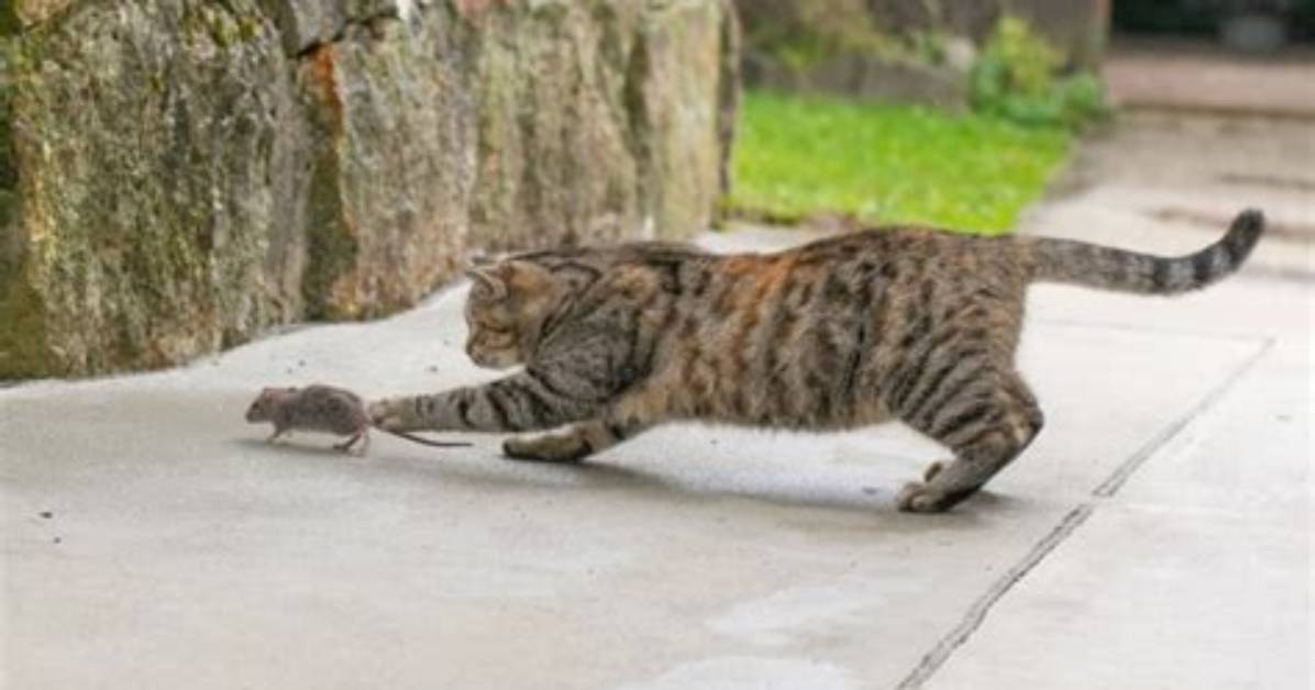 How Does a Cat Hunt a Mouse?