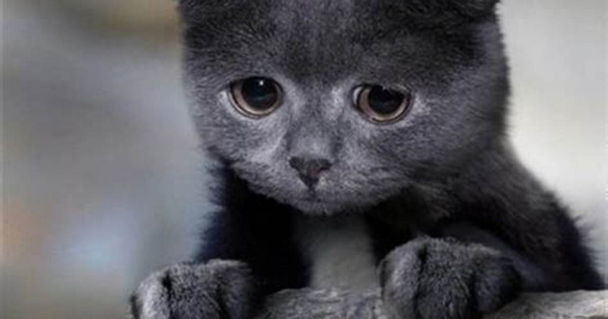 How Does a Cat Say Sorry?