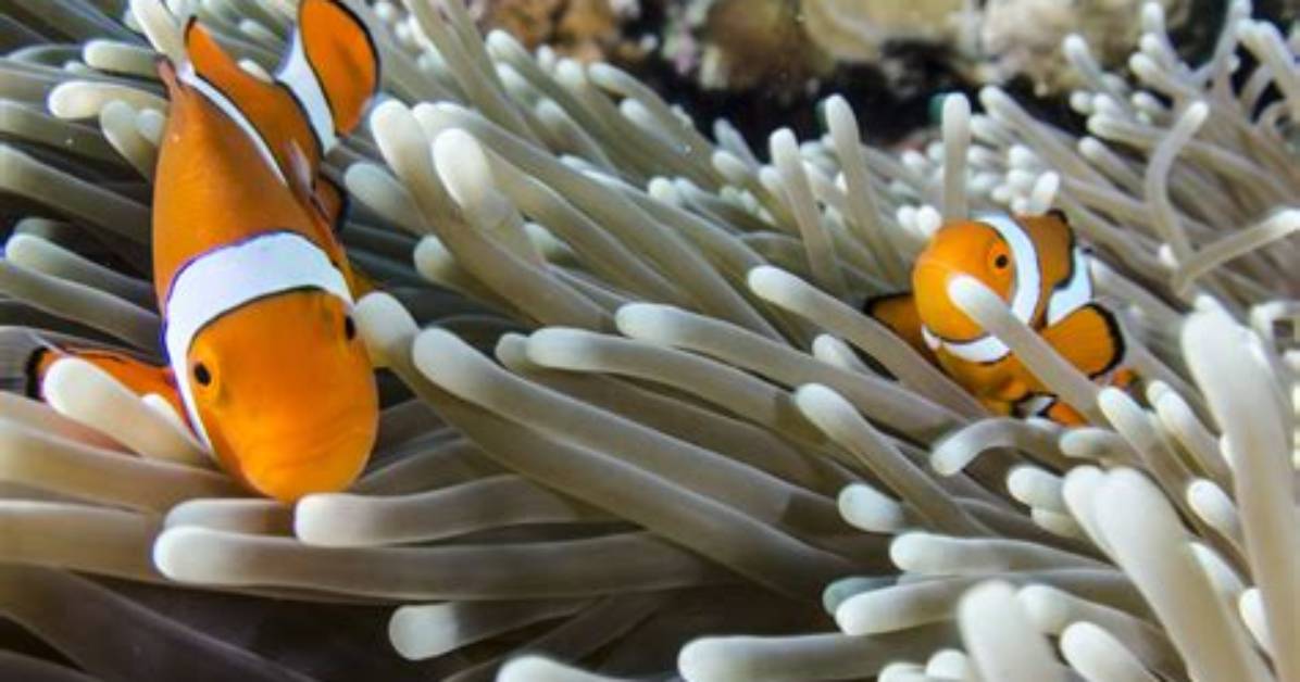 How Does a Clownfish Help an Anemone?