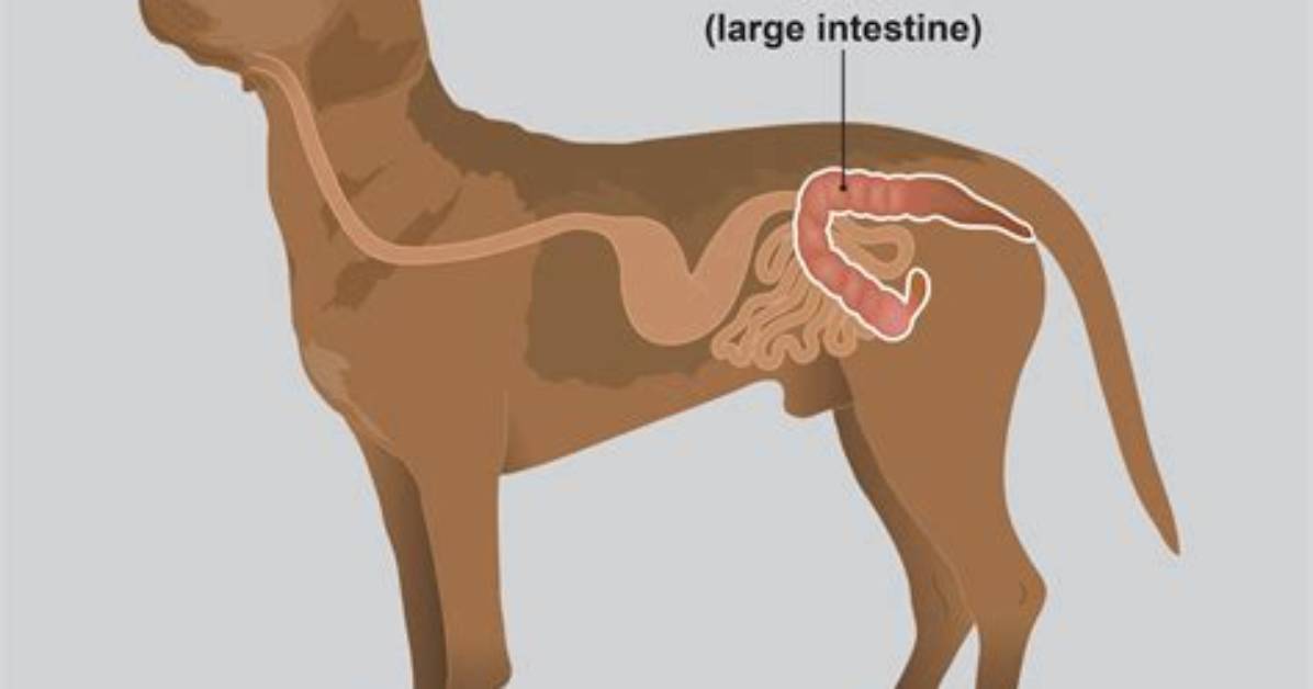 How Does a Dog Get Colitis?