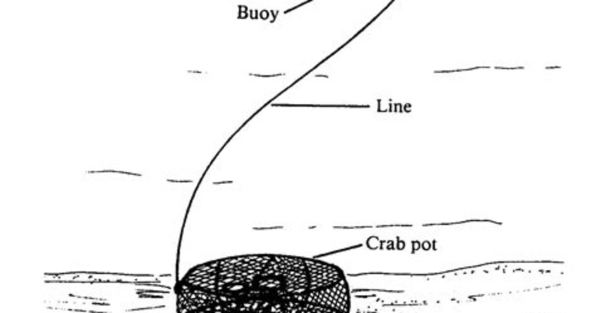 How Does a Fish Trap Work