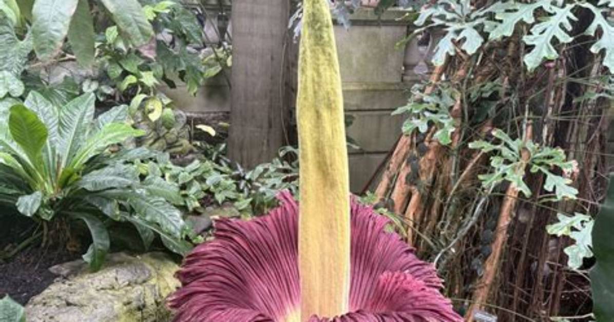 How Does a Flower Bloom