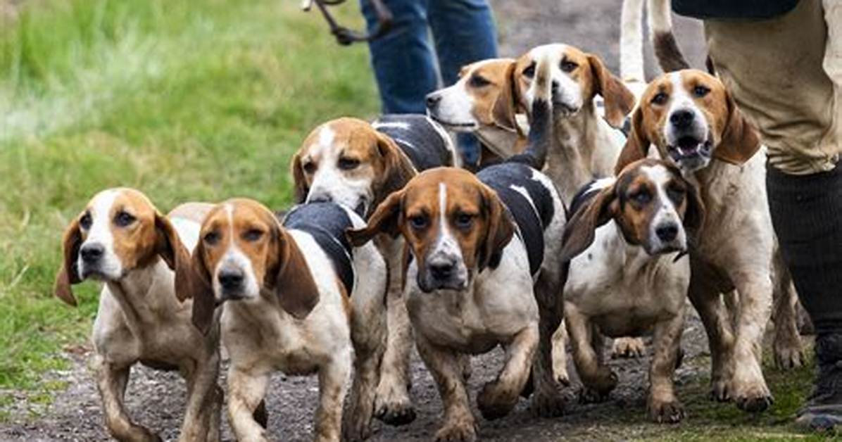 How Does a Fox Hunt Work