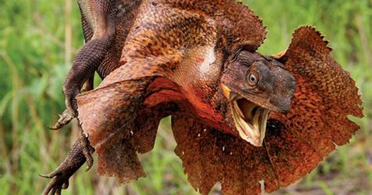 How Does a Frilled Lizard Hunt?