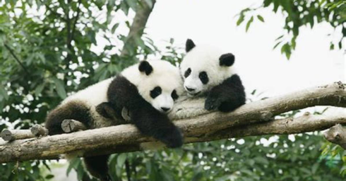 How Does a Giant Panda Protect Itself