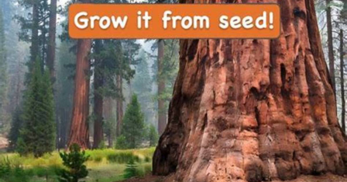 How Does a Giant Sequoia Grow