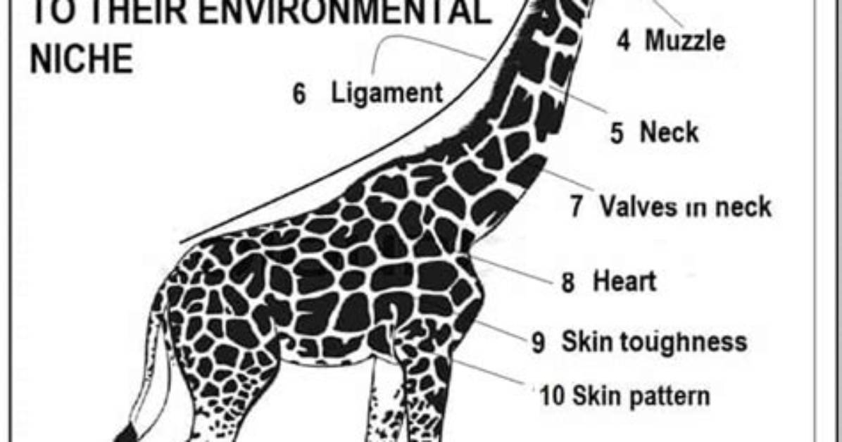 How Does a Giraffe Adapt to Its Environment