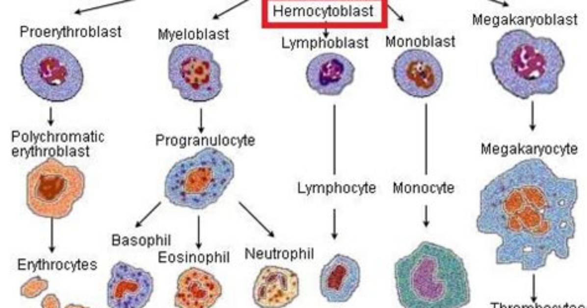 How Does a Hemocytoblast Work?