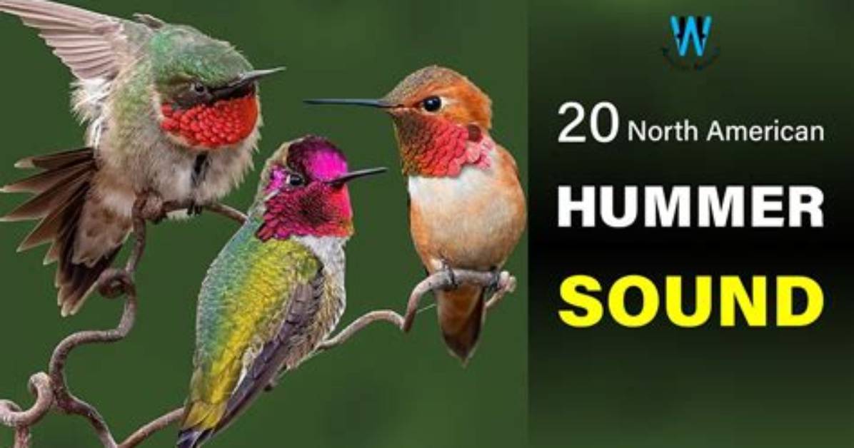 How Does a Hummingbird Make Sound