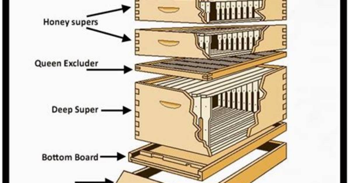 How Does a Langstroth Beehive Work?