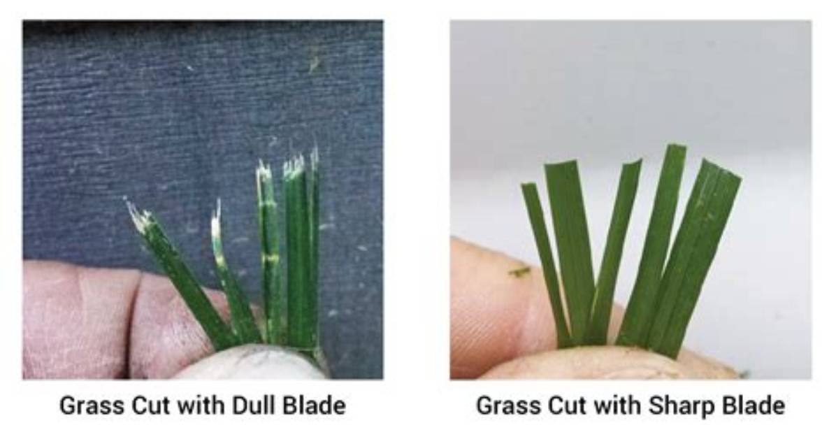 How Does a Lawn Mower Blade Cut Grass