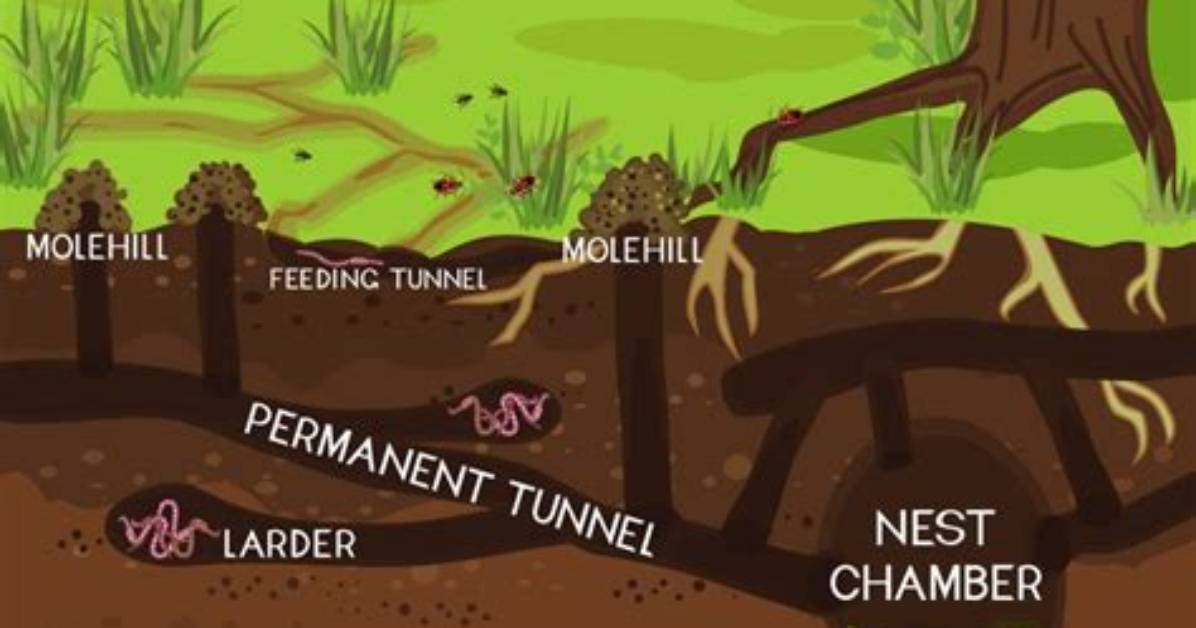 How Does a Mole Make a Molehill?