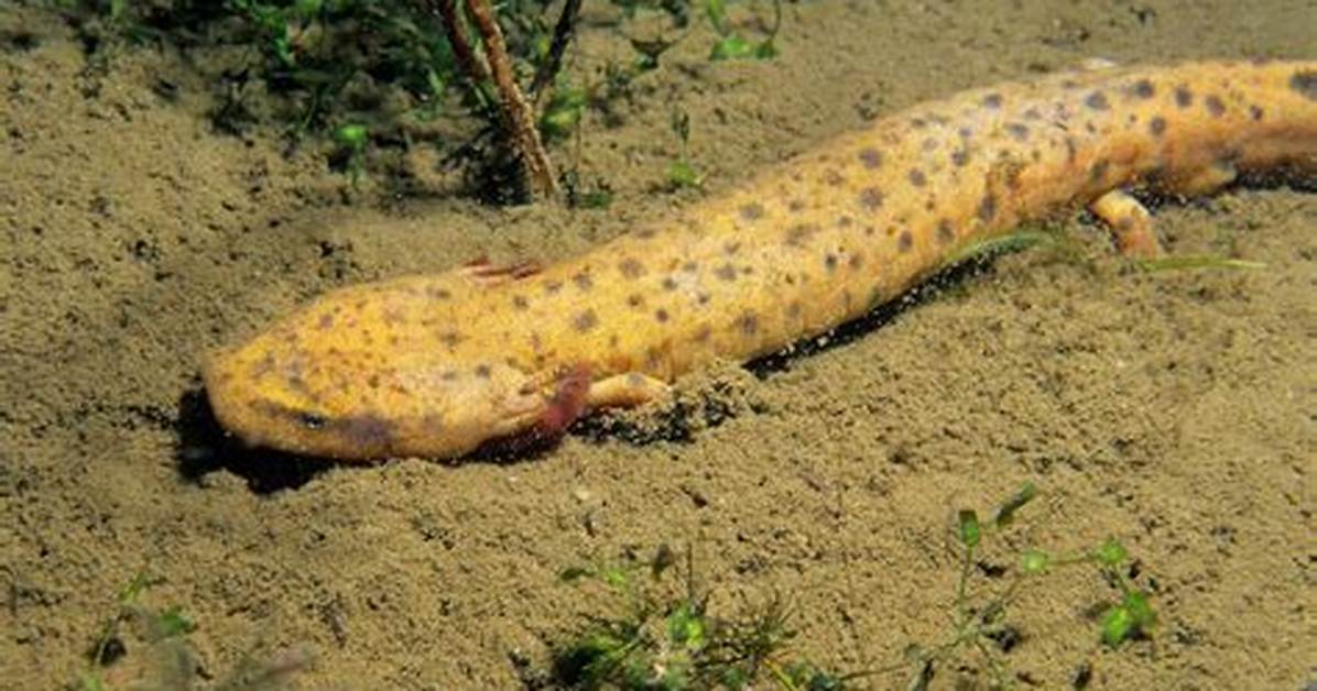 How Does a Mudpuppy Move