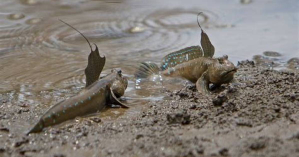 How Does a Mudskipper Adapt to Its Environment