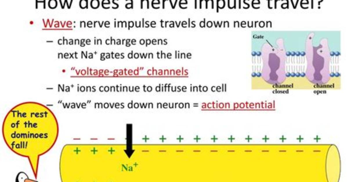 How Does a Nerve Impulse Travel Down an Axon