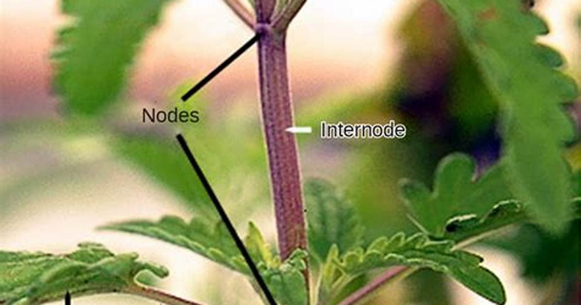 How Does a Petiole Work?