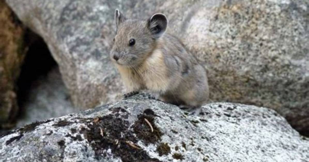 How Does a Pika Survive