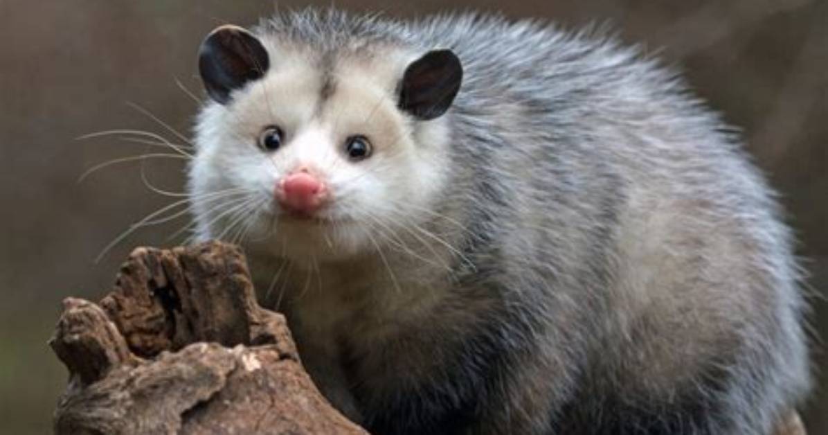 How Does a Possum Breed